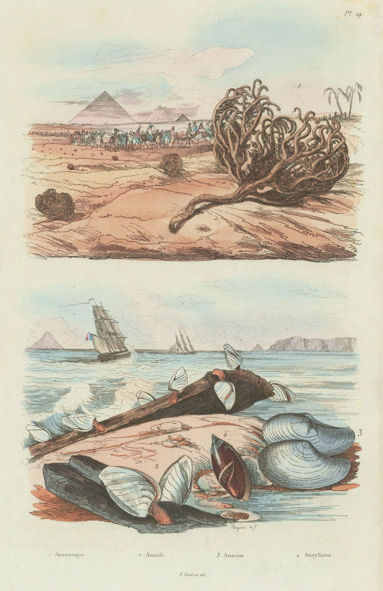 Rose Jericho tumbleweed. Goose barnacles. Anatina clam. Olive snail 1833 print